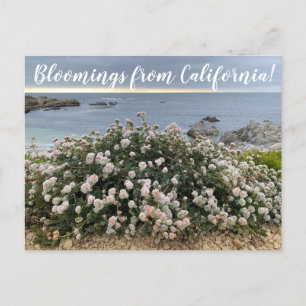 Bloomings uit Californië: Seacliff Buckwheat Post Briefkaart