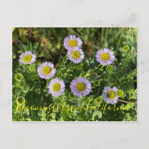 Bloomings uit Californië: Seaside Daisies Briefkaart