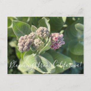 Bloomings uit Californië: Showy Milkweed Briefkaar Briefkaart