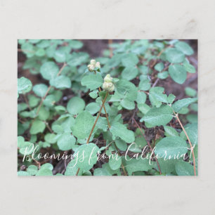 Bloomings uit Californië: Snowberry Briefkaart