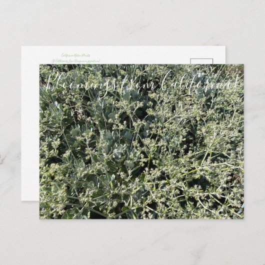 Bloomings uit Californië: St. Catherine's Lace Briefkaart (Voorkant / Achterkant)