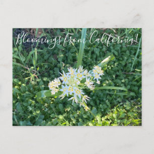 Bloomings uit Californië: Star Lily Briefkaart