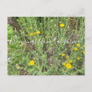 Bloomings uit Californië: Telegraph Flowers Postc Briefkaart