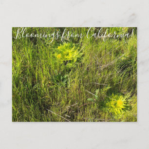 Bloomings uit Californië: voetstappen van de lente Briefkaart
