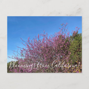 Bloomings uit Californië: Westerne Redbud Briefkaart