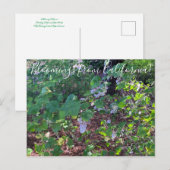 Bloomings uit Californië: White Flowering Currant Briefkaart (Voorkant / Achterkant)