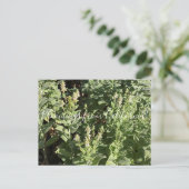 Bloomings uit Californië: White Hedge Nettle Briefkaart (Staand voorkant)