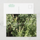 Bloomings uit Californië: White Hedge Nettle Briefkaart (Voorkant / Achterkant)