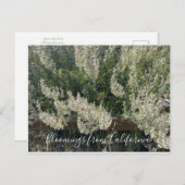 Bloomings uit Californië: White Sage Briefkaart (Voorkant / Achterkant)