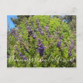 Bloomings uit Californië: Wooly Bluecurls Postca Briefkaart (Voorkant)