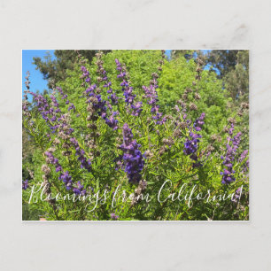 Bloomings uit Californië: Wooly Bluecurls Postca Briefkaart