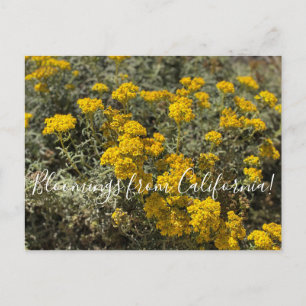 Bloomings uit Californië: Zonnebloem Briefkaart