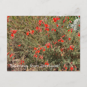 Bloomings uit Sunnyvale: California Fuchsia Briefkaart