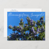 Bloomings uit Sunnyvale: Ray Hartman Ceanothus Briefkaart (Voorkant / Achterkant)