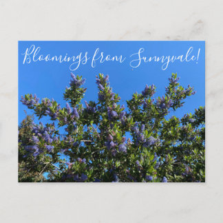 Bloomings uit Sunnyvale: Ray Hartman Ceanothus Briefkaart