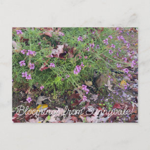 Bloomings uit Sunnyvale: Verbena lilacina Briefkaart
