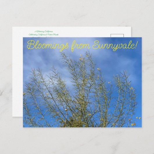 Bloomings uit Sunnyvale: Woestijnmuseum Palo Verde Briefkaart (Voorkant / Achterkant)