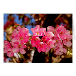 Blooms