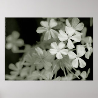 Blootstelling aan zwart-wit blauw Phlox-paniculata Poster
