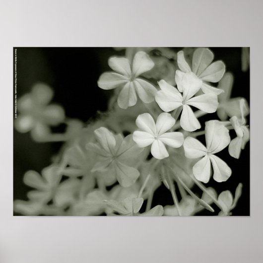 Blootstelling aan zwart-wit blauw Phlox-paniculata Poster (Voorkant)