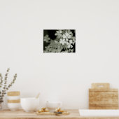 Blootstelling aan zwart-wit blauw Phlox-paniculata Poster (Keuken)