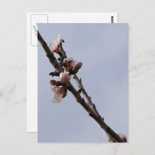 Blossom Briefkaart (Voorkant / Achterkant)