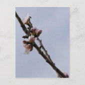 Blossom Briefkaart (Voorkant)