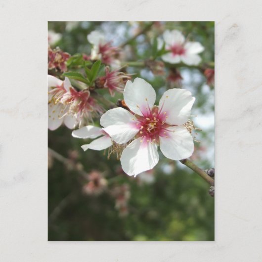 Blossom Briefkaart (Voorkant)