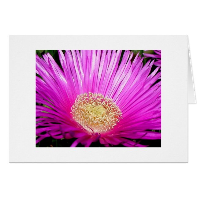 "Blossom de l'iceplant" (Devant horizontal)