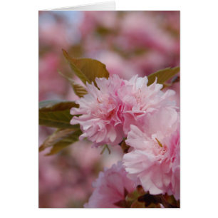 Blossom des cerisiers du printemps