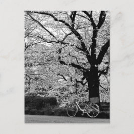 Blossom en fiets: Japan Briefkaart