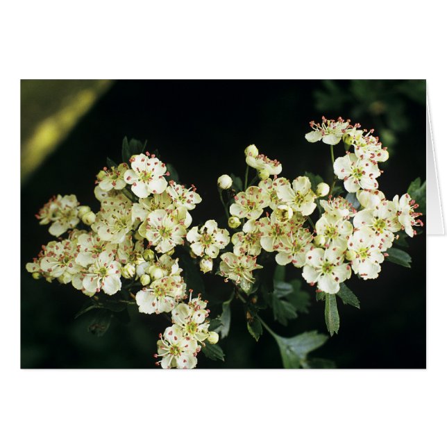 Blossom Hawthorn (Devant horizontal)