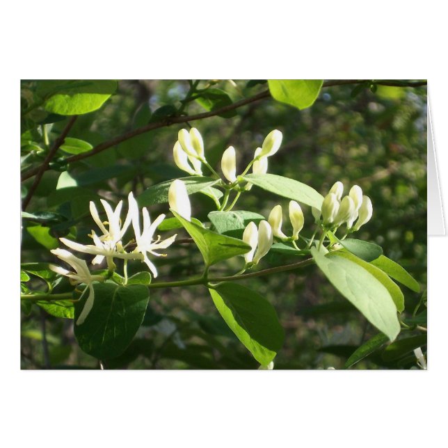 Blossom in lentelicht (Voorkant Horizontaal)