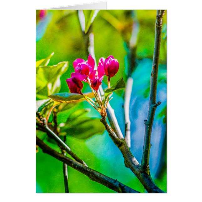 Blossom Inside (Voorkant)