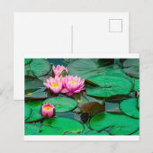 Blossom roze lotus op het Briefkaart van het meer (Voorkant / Achterkant)