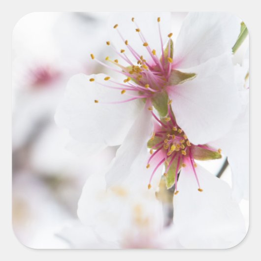 Blossom van de amandelboom vierkante sticker (Voorkant)