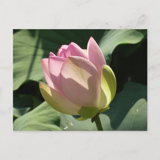Blossomberende roze Lotus Flower Summer Briefkaart (Voorkant)