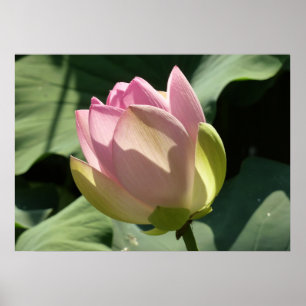 Blossomberende roze Lotus Flower Summer Poster