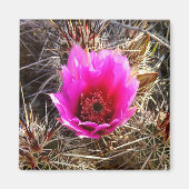 Blossomen Cactus (Prickly Pear) Wilde bloem Magneet (Voorkant)