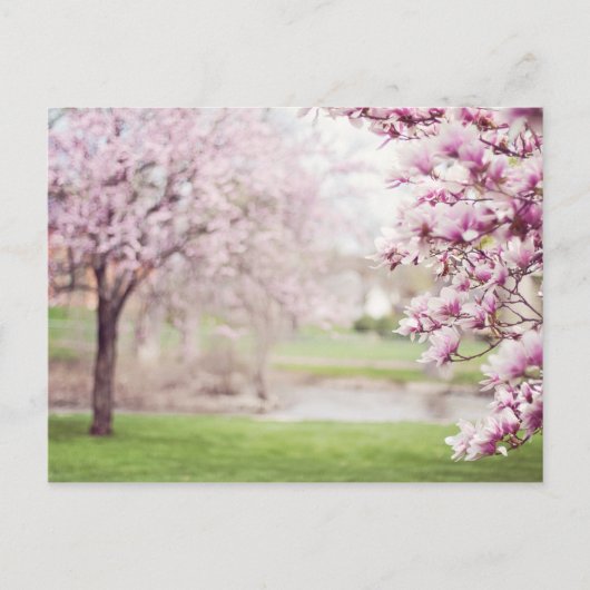 Blossomen Magnolia Trees Briefkaart (Voorkant)