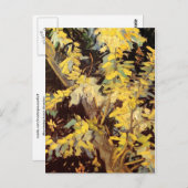 Blossoming Acacia Branches, Vincent van Gogh Briefkaart (Voorkant / Achterkant)