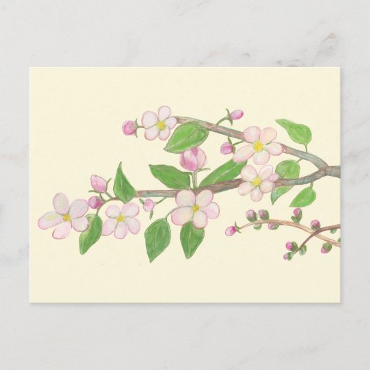 Blossoming Apple Tree Branch Briefkaart (Voorkant)