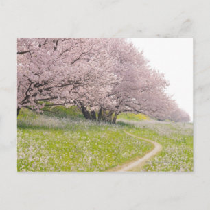Blossoming Yoshino-kerriebomen in een gebied Briefkaart