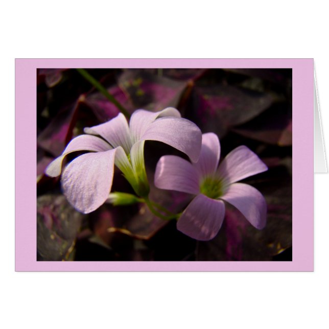 Blossoms Oxalis violets (Devant horizontal)