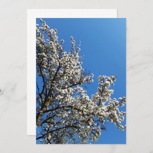 Blossomt Apple Tree Spring Photo Blank Kaart (Voorkant / Achterkant)
