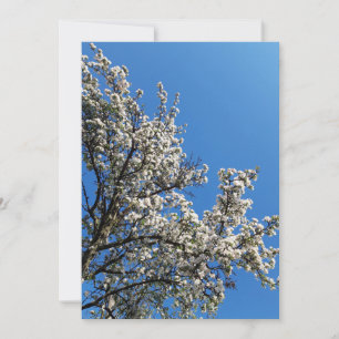 Blossomt Apple Tree Spring Photo Blank Kaart