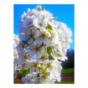 Blossomtak van een peren foto afdruk