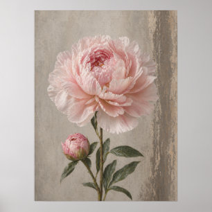 Blozende Roze Pioen met Knop Botanisch Poster