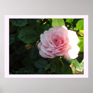 Blozende Roze Roos Poster