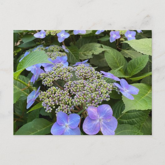 Blu Lacecap Hydrangea Foto Briefkaart (Voorkant)